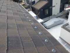 鳩駆除　宇佐市