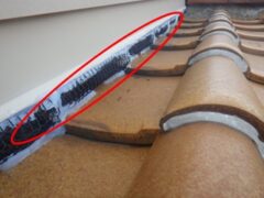 イタチ駆除　宇佐市