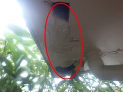 イタチ駆除　宇佐市