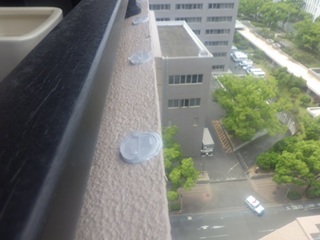 鳩駆除　若宮市