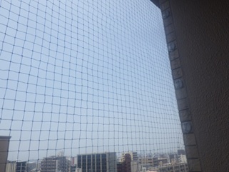 鳩駆除　若宮市