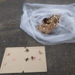 【若松区】スズメバチ駆除の事例紹介と料金、費用相場について
