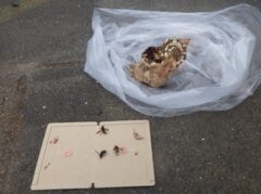スズメバチ駆除　若松区