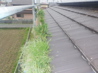 鳩駆除　粕屋郡
