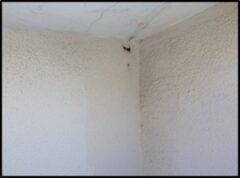 スズメバチ駆除　八幡東区