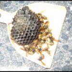 【八幡東区】スズメバチ駆除の事例紹介と料金、費用相場について