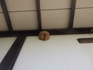 スズメバチ駆除 八幡西区
