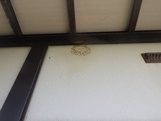 スズメバチ駆除 八幡西区