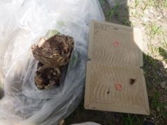 スズメバチ駆除　八幡西区