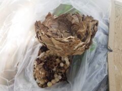 スズメバチ駆除　八幡西区