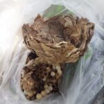 【八幡西区】スズメバチ駆除の事例紹介と料金、費用相場について