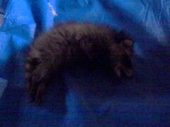 アライグマ駆除　太宰府市