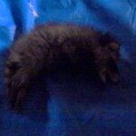 アライグマ駆除　太宰府市