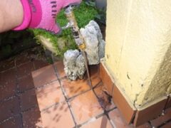 シロアリ駆除　羽アリ　防府市