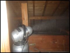 アライグマ駆除　大野城市