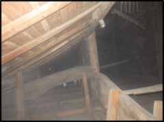 アライグマ駆除　築上郡