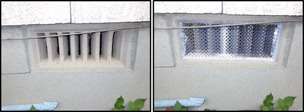 アライグマ駆除　粕屋郡