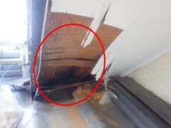 アライグマ駆除　古賀市