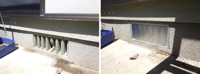 アライグマ駆除 佐賀市