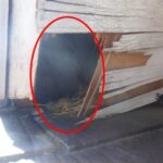 【下関市】アライグマ駆除の事例紹介と料金、費用相場について