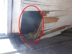 アライグマ駆除　下関市