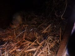 アライグマ駆除　下関市