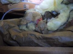 アライグマ駆除　下関市