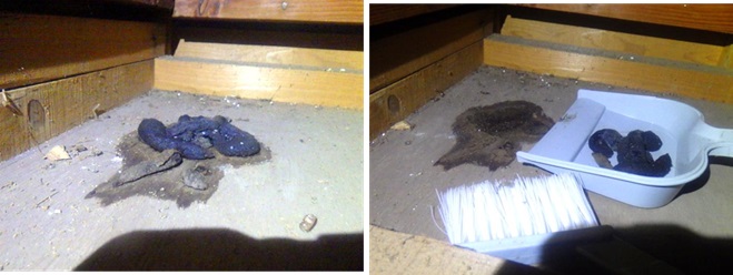 アライグマ駆除 宇佐市