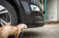 イタチ被害　宮若市