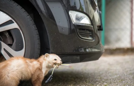 イタチ被害　宮若市
