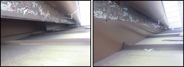 イタチ駆除 赤村