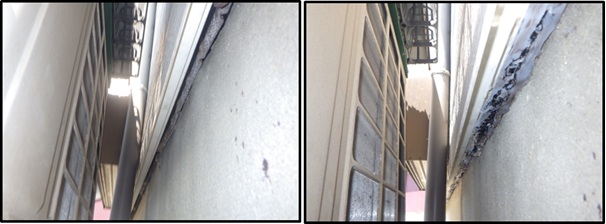 イタチ駆除 赤村