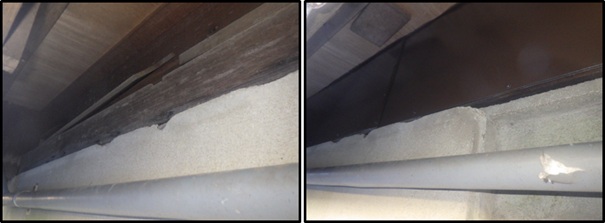 イタチ駆除 赤村