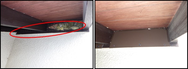 イタチ駆除 芦屋町