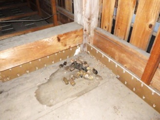 イタチ駆除　東峰村