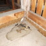 イタチ駆除 東峰村