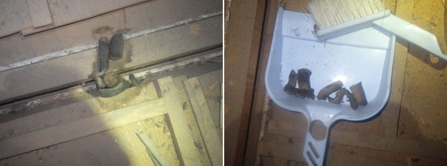 イタチ駆除 那珂川市