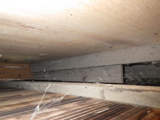 イタチ駆除 大任町