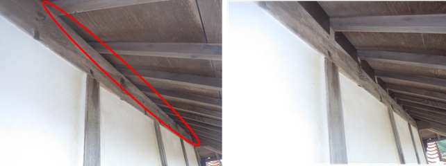 イタチ駆除 大任町