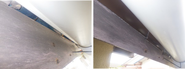 イタチ駆除　篠栗町