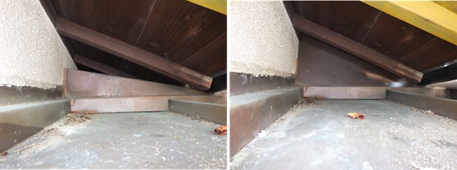 イタチ駆除　志免町