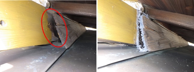 イタチ駆除　志免町