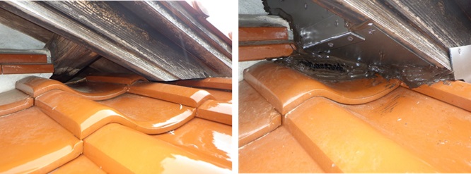 イタチ駆除　須恵町