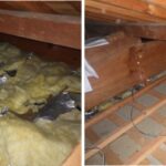 【添田町】害獣駆除業者が教える｜イタチ・アライグマ被害の見分け方