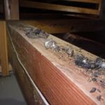 【久山町】イタチ駆除の事例紹介と料金、費用相場について