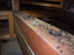 イタチ駆除　久山町