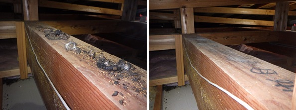 イタチ駆除 久山町