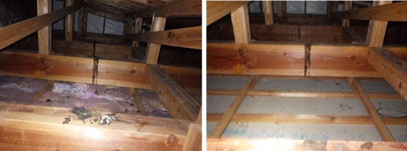 イタチ駆除 久山町