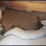 【岡垣町】イタチ駆除の事例紹介と料金、費用相場について