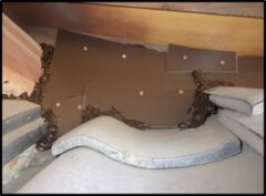 イタチ駆除　岡垣町